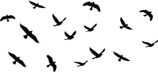 Bird silhouette illustration set with flying birds in different wing positions, black vector flock design for nature, wildlife, freedom, environment artwork