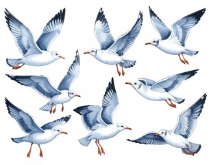Obraz premium Watercolor illustration depicts nine seagulls in various flight poses