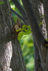 ジャンプしたエゾリス