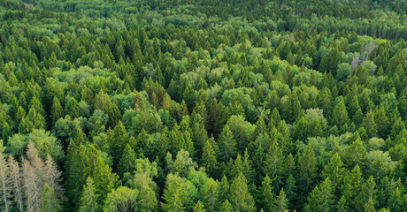 An aerial view of a coniferous forest on a summer day