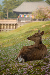 deer in front of Japanese temple at Nara park
