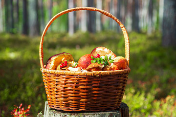 A wicker basket full of edible mushrooms stands on a stump in a sunny forest.