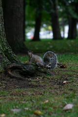 Squirrel Sitting on Ground Near Tree in Park — Wildlife and Nature Scene