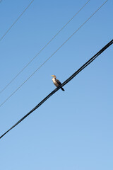 Bird Sitting on Power Line Against Clear Blue Sky &mdash; Nature and Urban Contrast