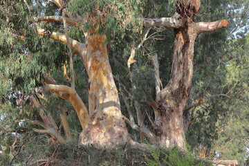Obraz premium Eucalyptus trees in the park, closeup of photo