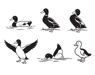 Fototapeta premium Vector set of mallard duck silhouettes in various poses, swimming, standing, flying, diving, in a clean graphic style.