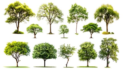 a variety of different trees arranged on isolated background. A diverse array of verdant trees, a symbol of nature's beauty and growth
