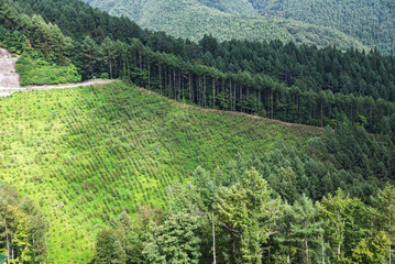 植林中の山の斜面