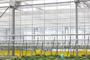 Blooming flowers in pots and on shelves in the garden center stock photo. Growing on the plant in the greenhouse. 