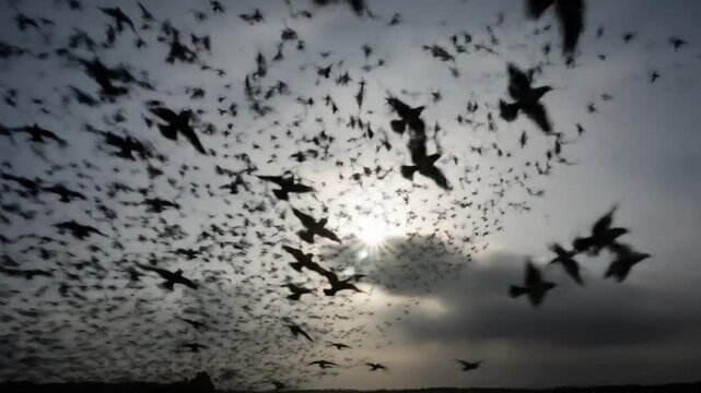 A mesmerizing murmuration of starlings fills the sky, silhouetted against the sun in a breathtaking natural display of flocking behavior
