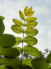 A leafy green plant with a leafy stem
