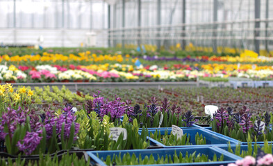 Blooming flowers in pots and on shelves in the garden center stock photo. Growing on the plant in the greenhouse. 