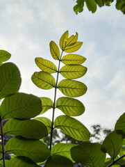 A leafy green plant with a leaf that is slightly yellow