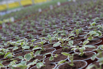 Blooming flowers in pots and on shelves in the garden center stock photo. Growing on the plant in the greenhouse. 