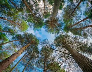 Beautiful rays of sunlight in a green forest.forest in evening light