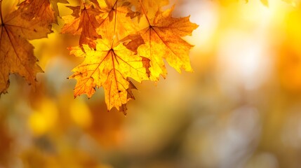 Obraz premium Beautiful maple leaves glowing in sunlight on an autumn day