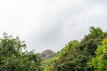 A mountain is in the background of a forest