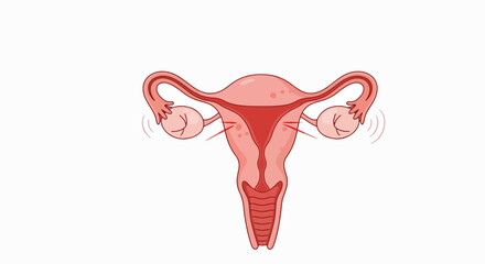 Human uterus illustration with fallopian tubes and ovaries showcases reproductive organ system. Detailed anatomical representation of uterine body is visible in this human uterus illustration.