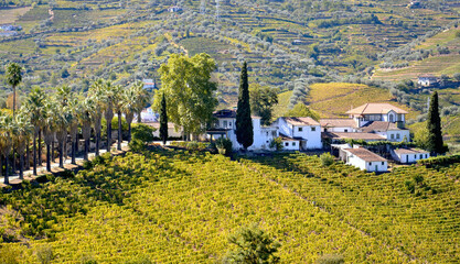 Autumn Terraces: The Timeless Vineyards of the Alto Douro near R&eacute;gua, Portugal