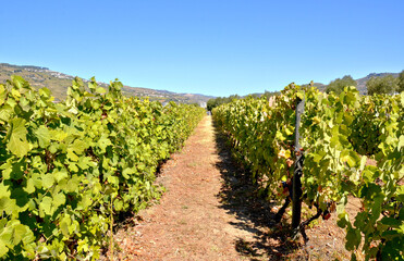 Green Rows of Tradition: Summer Vines in the Heart of the Douro in Portugal