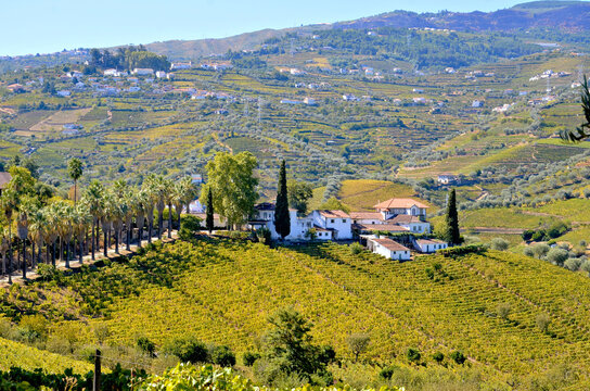 Autumn Terraces: The Timeless Vineyards of the Alto Douro near R&eacute;gua, Portugal