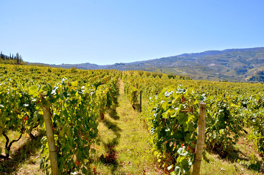 Green Rows of Tradition: Summer Vines in the Heart of the Douro in Portugal
