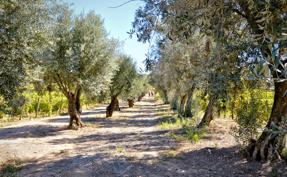 Olive and Vine: Ancestral Harmony in the Terraced Slopes of the Douro in Portugal