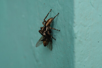 Macrophotography: A pantropical jumping spider paralyzing a fly. A jumping spider (Plexippus paykulli) hunting insects in the morning. Food chain in a natural ecosystem. Closeup of a jumping spider.