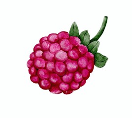 raspberry and blackberry watercolor