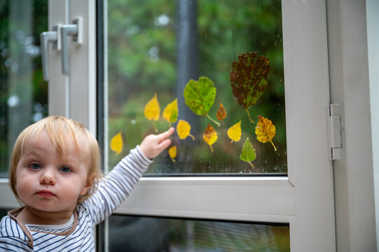 Curious 15-month-old toddler pointing at colorful autumn leaves on a window during a rainy day, exploring nature and textures through playful and educational indoor activity