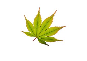 A single green japanese maple leaf with water droplets, isolated on a transparent background