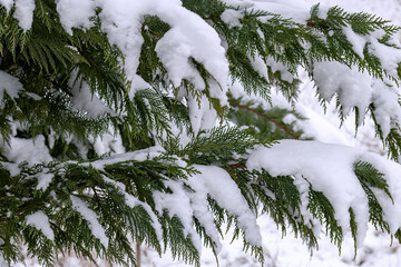 Thuja branches covered with layer of snow. White background. Thuja in snow, close-up