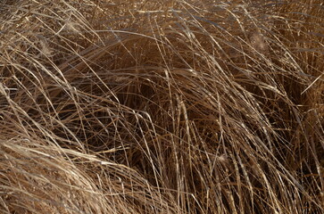 dry grass background with sunlight