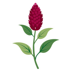 Vector art of amaranth plant with red flower vector illustration of a flowering plant with green leaves and red inflorescence