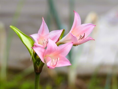 Amarcrinum flowers