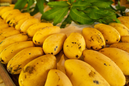 The pile is large and is made up of many mangoes. ripe yellow mangoes.
