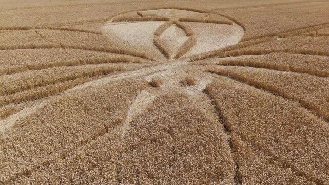 Aerial 4K footage video clip of a mysterious, intricate, geometric crop art, crop circle formation in a wheat/barley field near Cerne Abbas, Dorset, England, UK in 2025