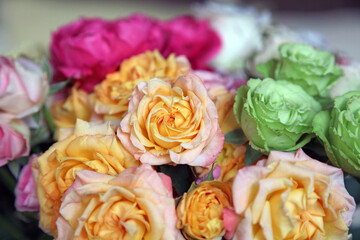 Macro image of orange and green Roses, Lake Naivasha Kenya Africa
