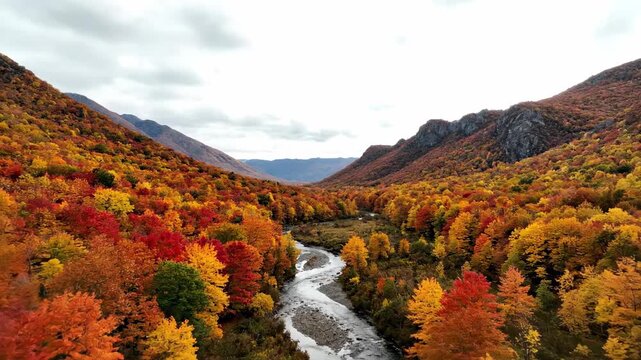 Colorful autumn forest landscape with yellow and red fall foliage covering the mountain trees under a blue sky