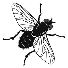 fly on white background