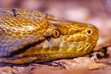 close up of a python snake