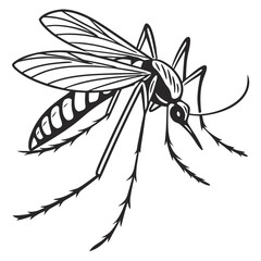 black and white beetle