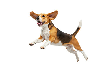 A Beagle mid-jump with front paws lifted and mouth open in a happy expression, motion perfectly frozen, every hair visible, soft lighting, pure white studio background, ultra-detailed realistic photo
