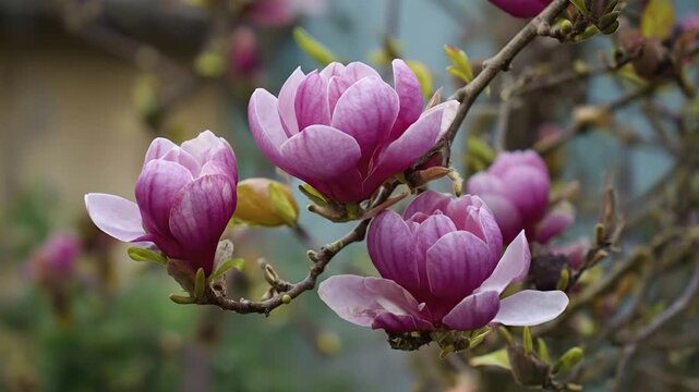 Close-up footage showcases exquisite pink and purple blossoms gracefully blooming on a tree branch, bathed in soft, natural light. The vibrant petals and shallow depth of field create a serene and ele