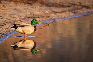 duck on a pond