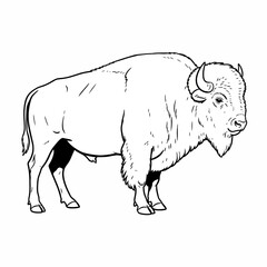 Striking black and white line art illustration of an American bison. Highlighting the majestic silhouette and shaggy fur of this iconic wildlife creature