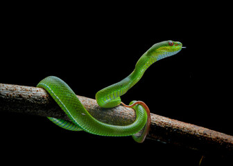 green snake on a branch (Trimeresurus albolabris)