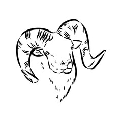 Altai mountain sheep, vector sketch