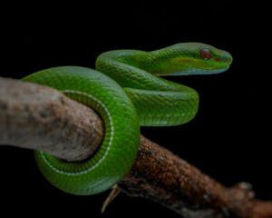 snake in the ground (Trimeresurus albolabris)