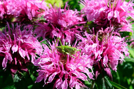 Heuschrecke auf Blume